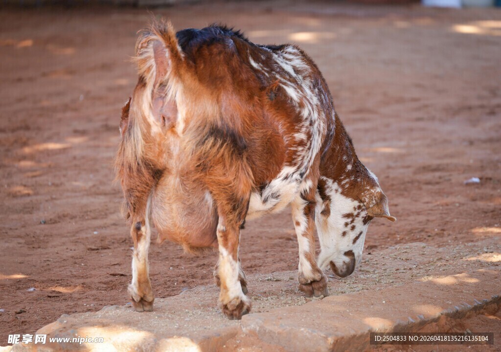 低头觅食的山羊
