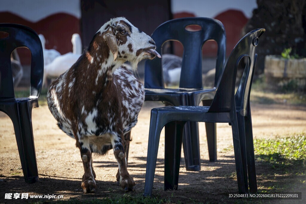 户外椅子旁的斑点狗狗