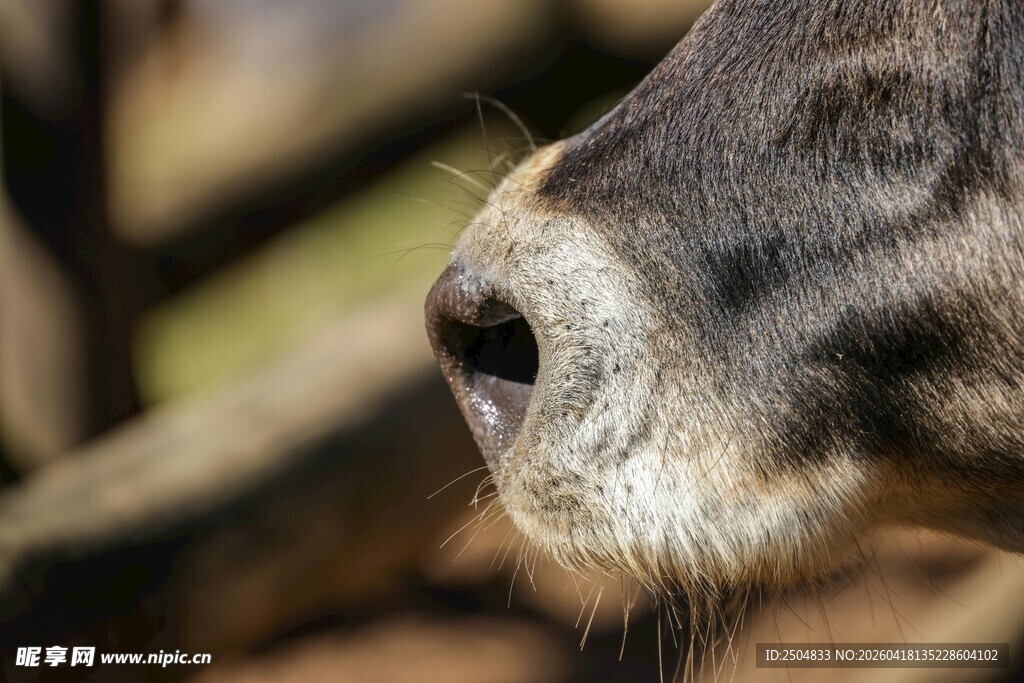 牛的鼻子特写