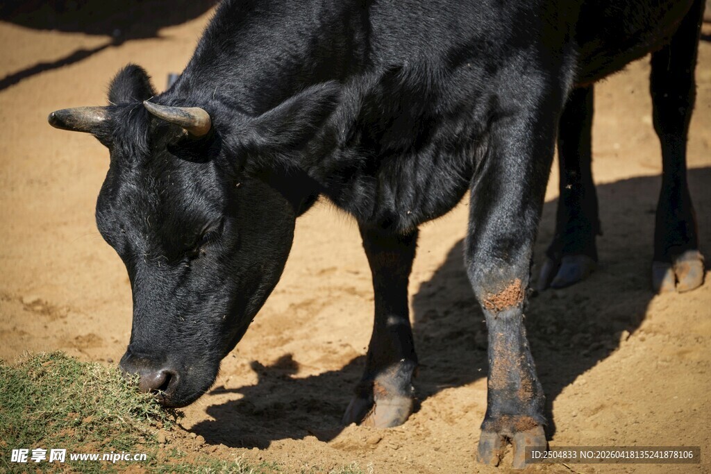 黑牛低头吃草场景