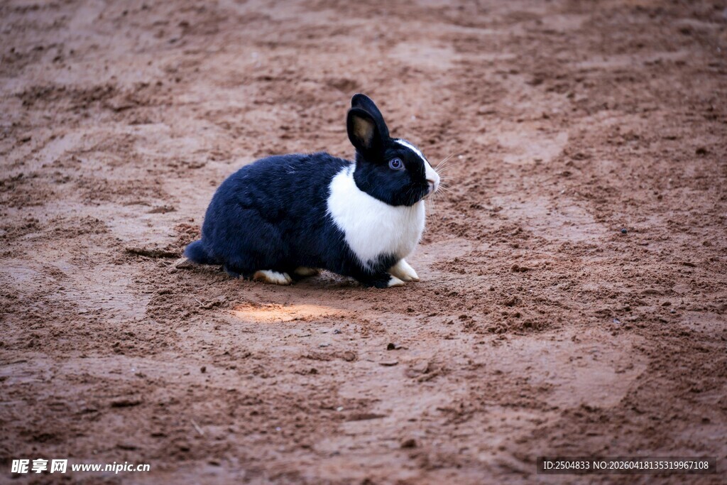 黑白兔子静卧于地面