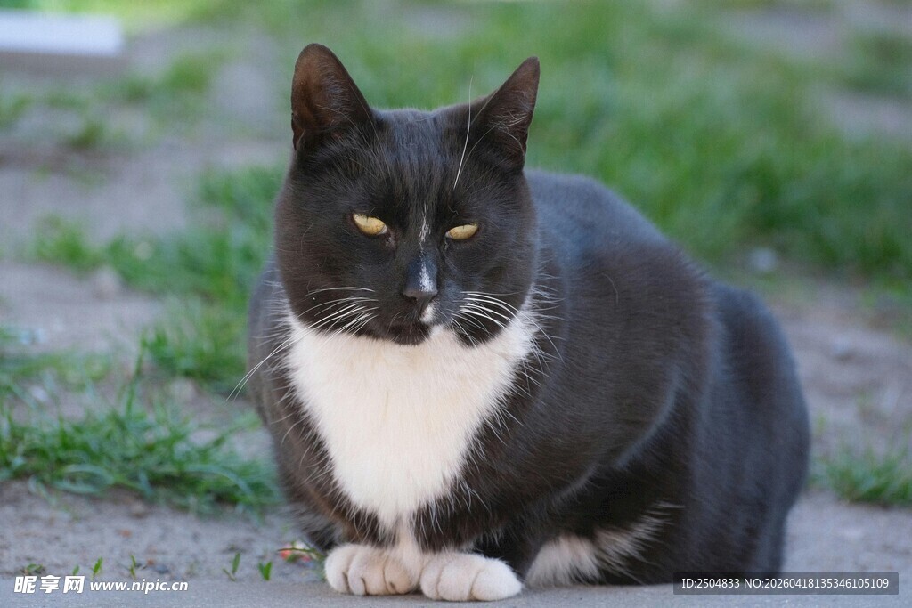 黑白猫咪蹲坐草地