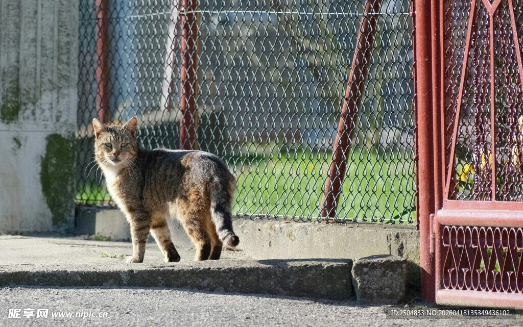 户外行走的三色猫咪