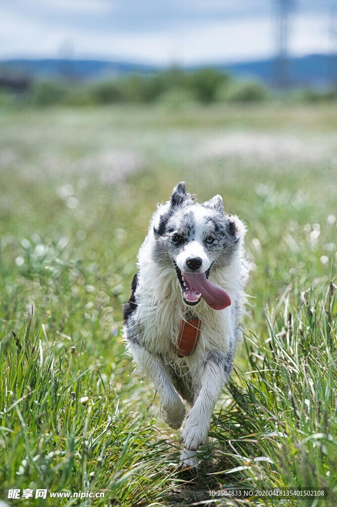 草地奔跑的快乐斑点狗