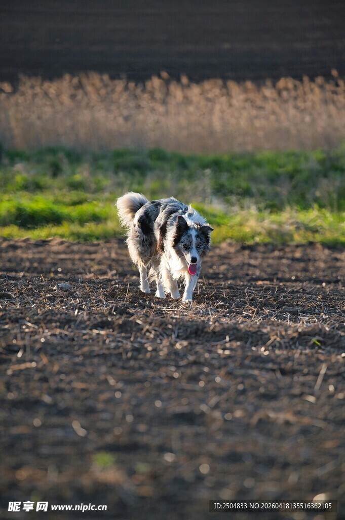 田野中奔跑的黑白猎犬