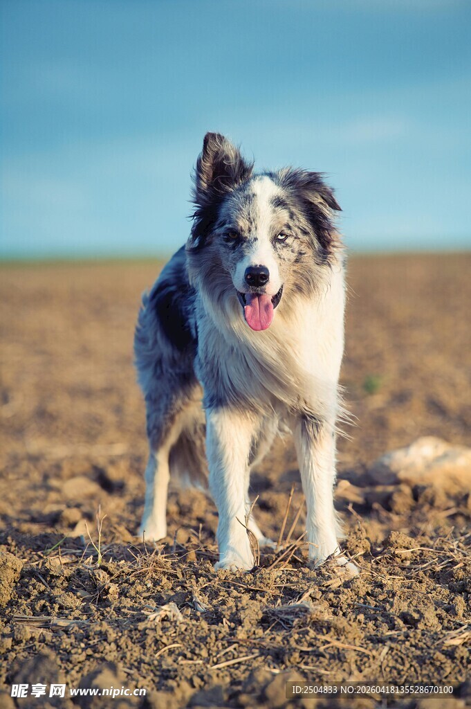 田野中的可爱边牧犬