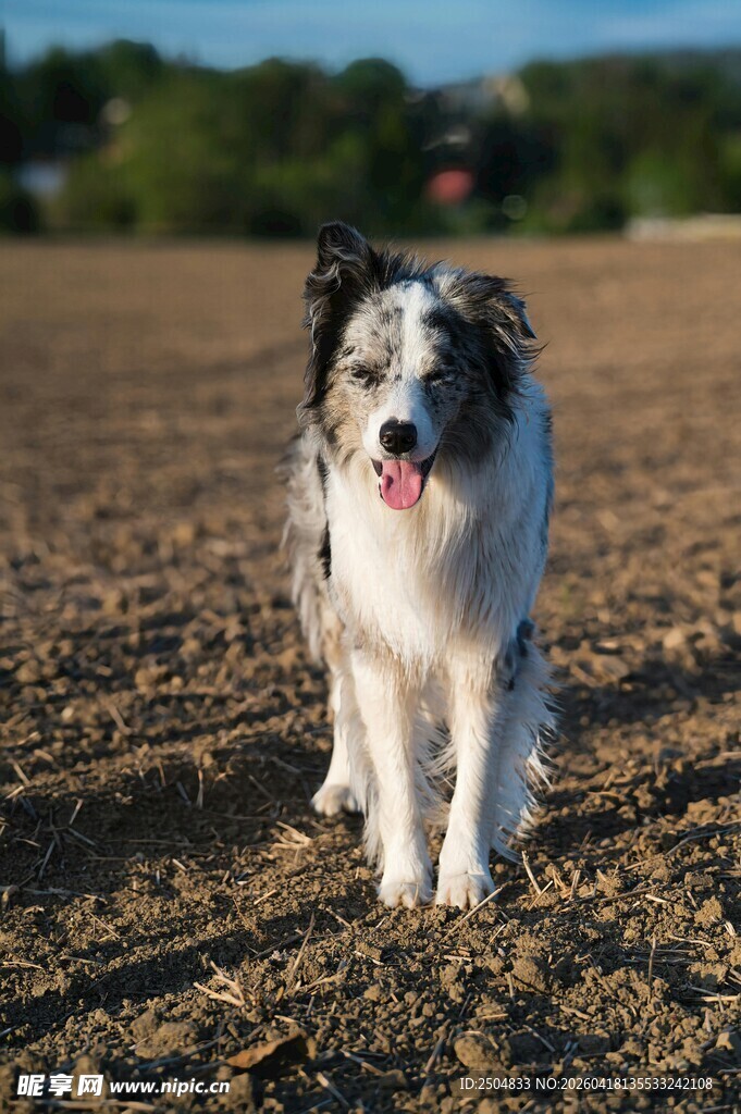田野中的可爱边牧犬