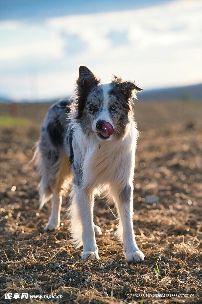 田野中的可爱边境牧羊犬