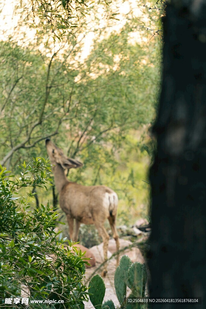 林间小鹿的自然生活场景