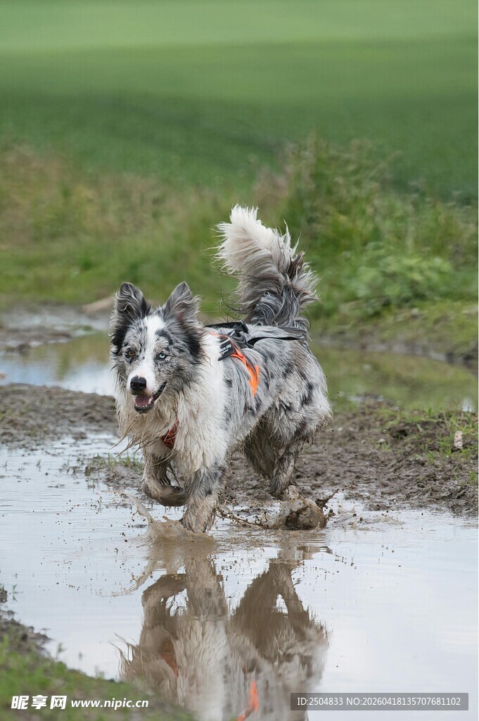 狗狗在泥坑中欢快奔跑