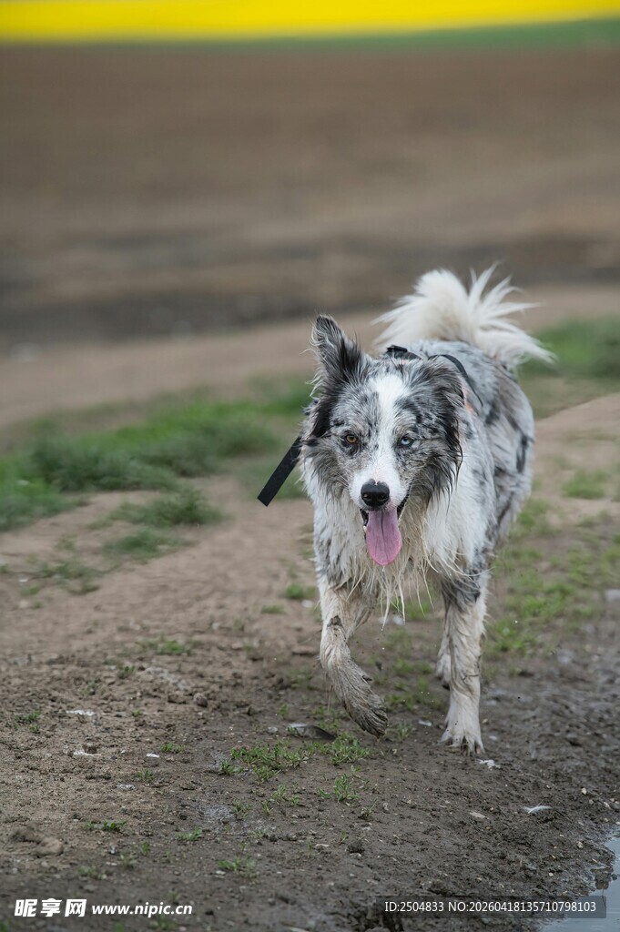 奔跑的边牧牧羊犬