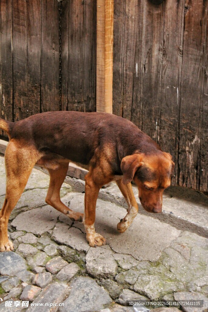 低头嗅地的棕褐色小狗