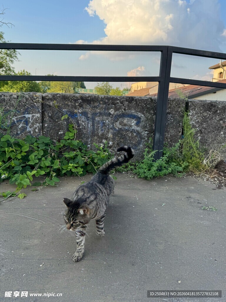 小路上奔跑的可爱猫咪