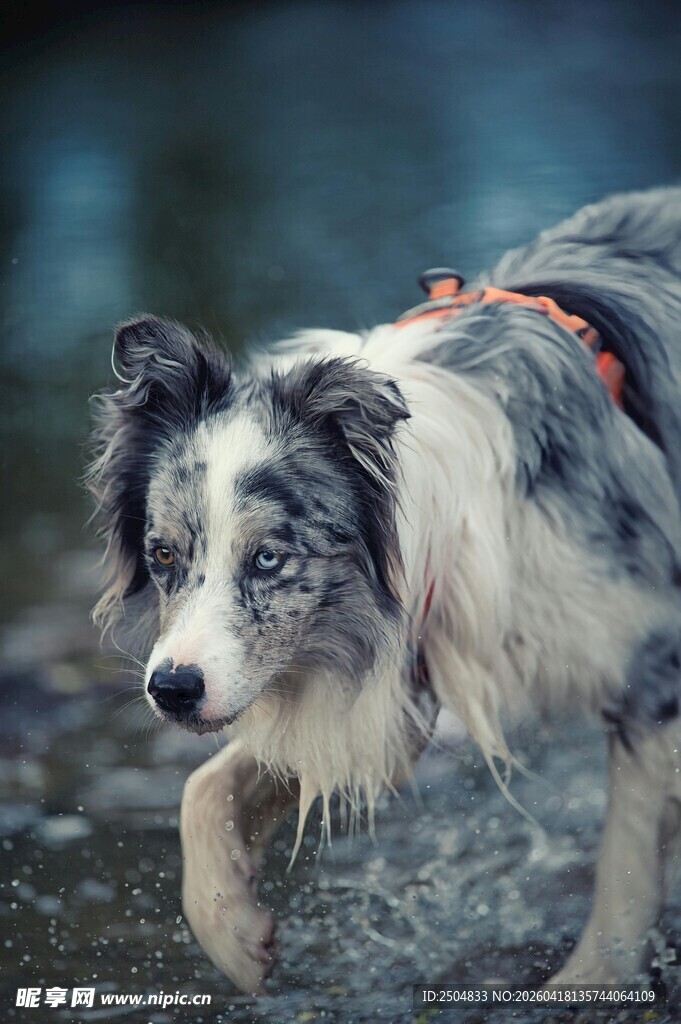 水边行走的边牧犬