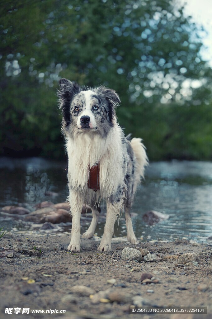 河边站立的边境牧羊犬