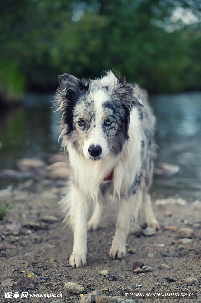边牧犬在户外行走