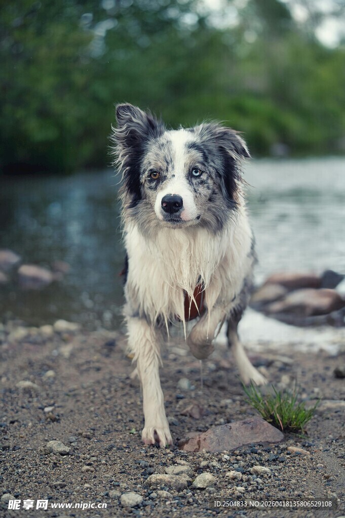 溪边奔跑的可爱边牧犬