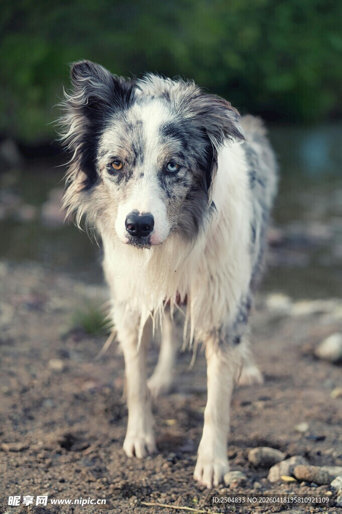 站在泥土地上的边牧犬