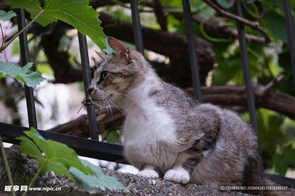 林间猫咪 悠然自得