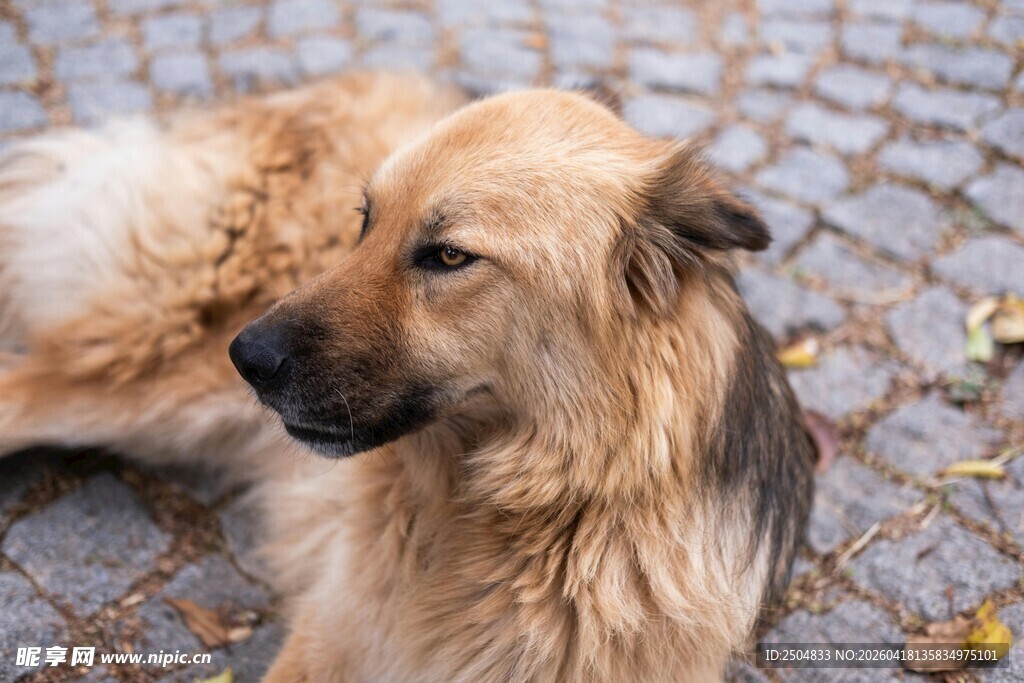 趴地休憩的长毛狗狗