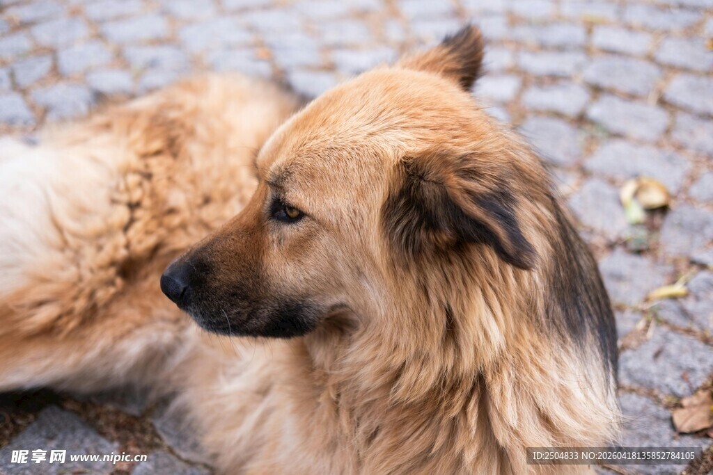 趴地的长毛犬