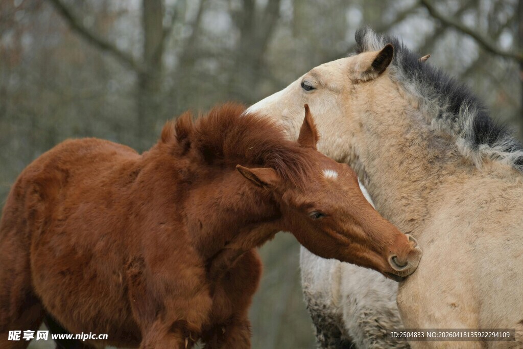 两匹马亲昵互动场景