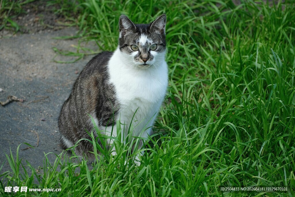 草地上的可爱猫咪