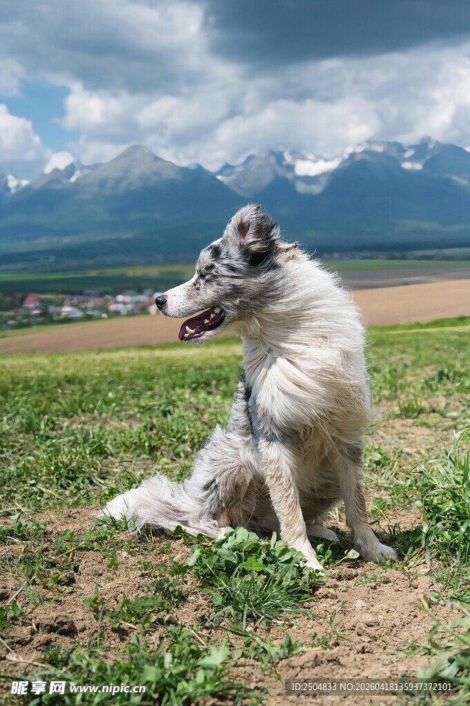 草原上的快乐牧羊犬