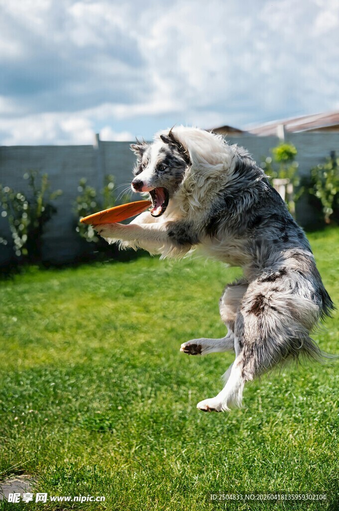 狗狗草地接飞盘瞬间