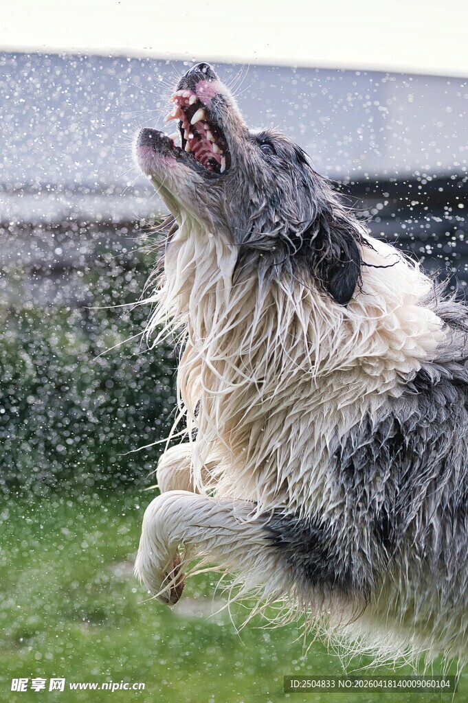 边牧草地嬉戏甩水瞬间