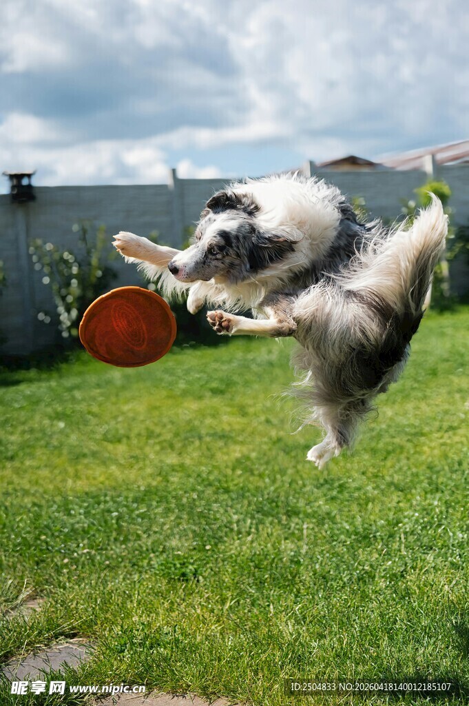 狗狗草地跃起接飞盘