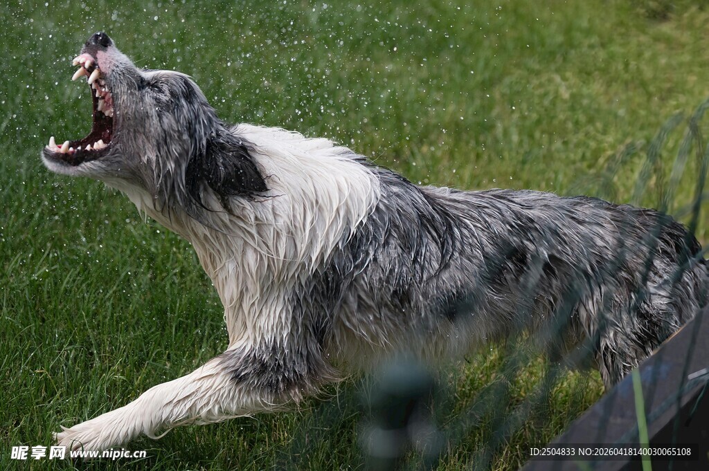 边牧草地奔跑张嘴吠叫