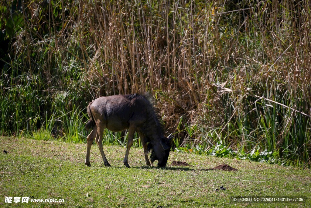 草原上低头吃草的角马