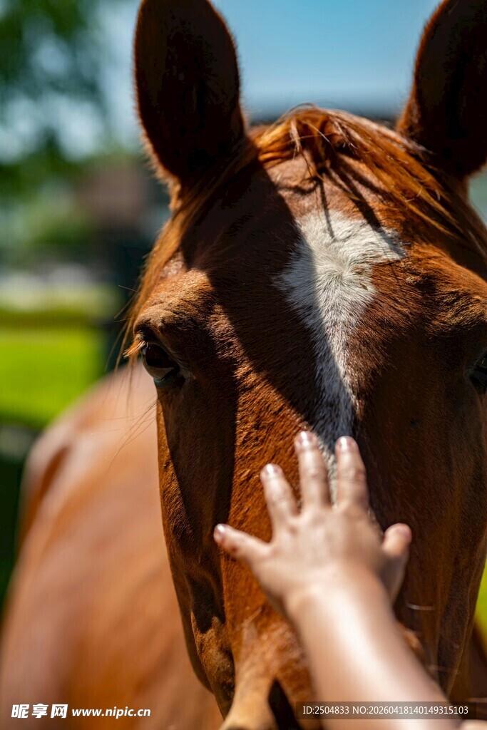 手抚马头温馨瞬间
