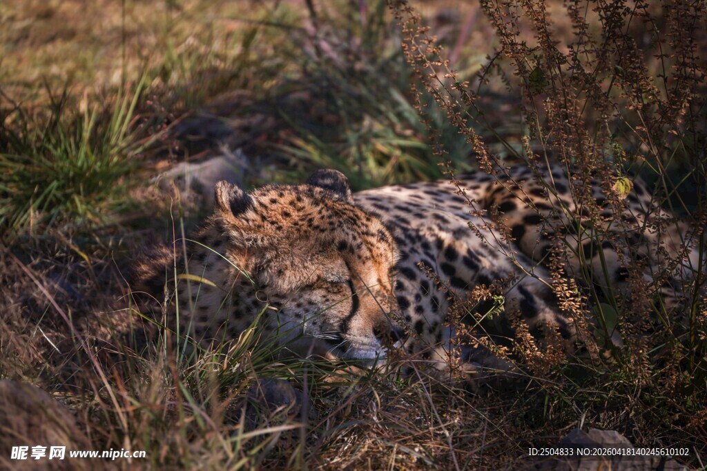 草丛中的猎豹