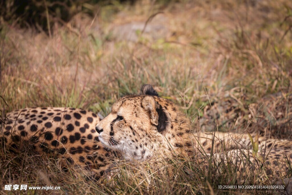 草原上休憩的猎豹