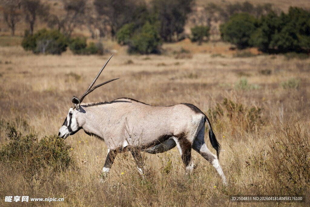 草原上的长角羚羊