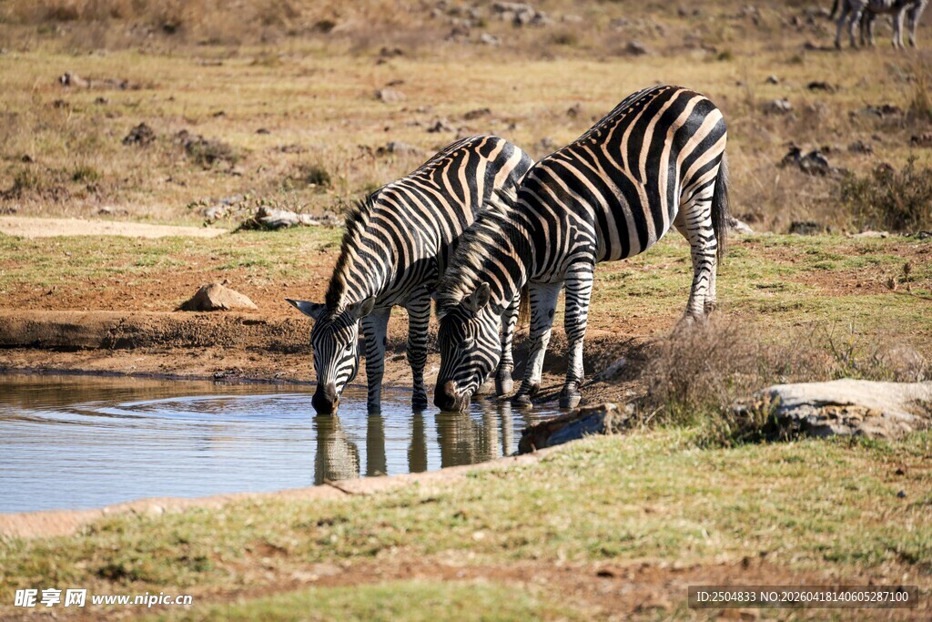 斑马在水边饮水