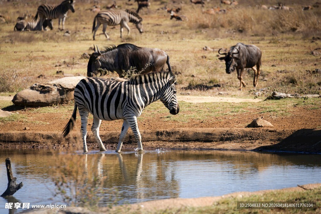 斑马在水边的自然景象