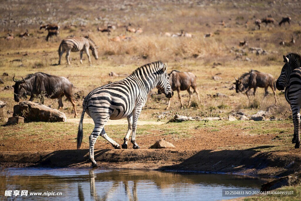 斑马群在水边栖息