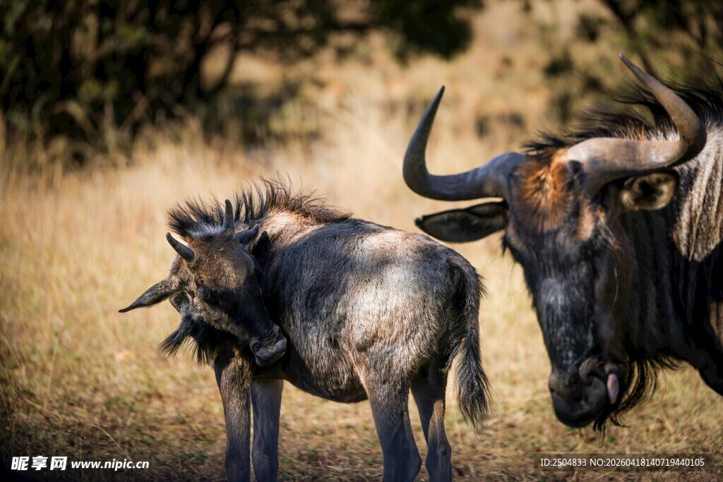 草原上的角马母子