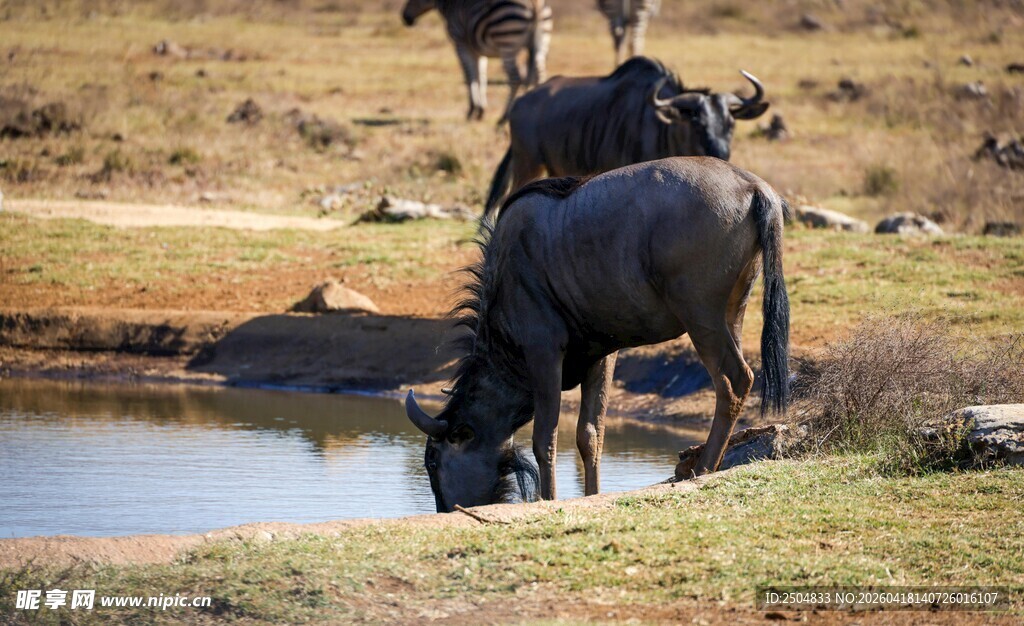 草原上水边饮水的牛群