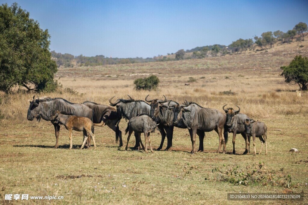 草原上的角马群