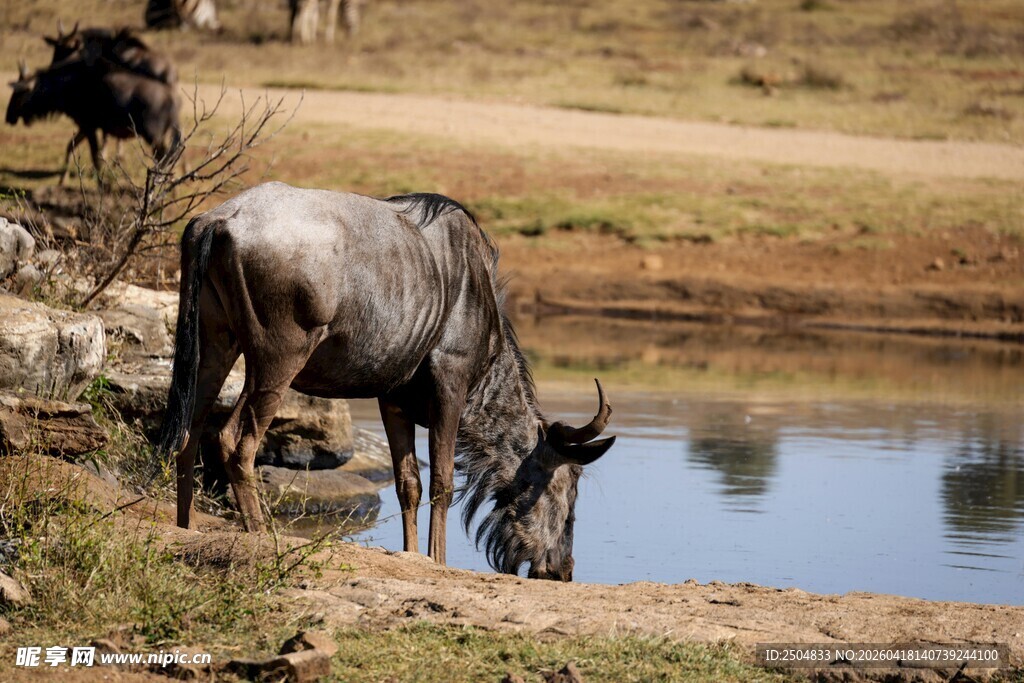 角马在水边饮水