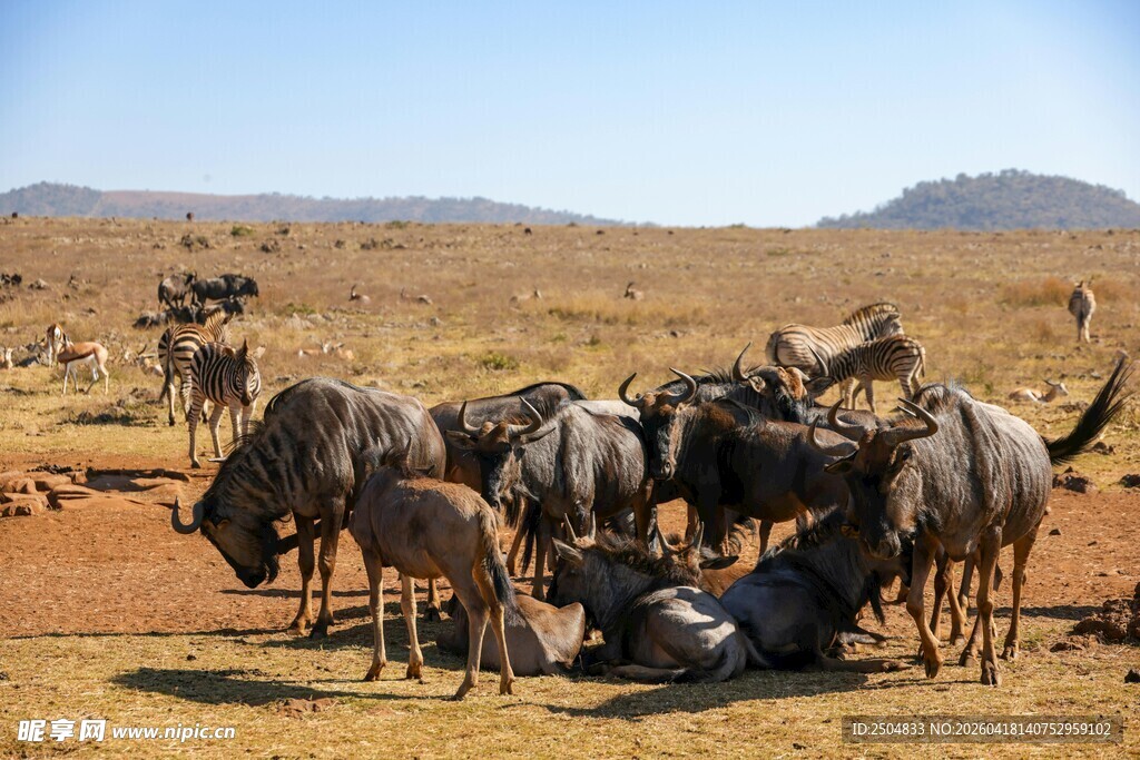 草原上的角马群