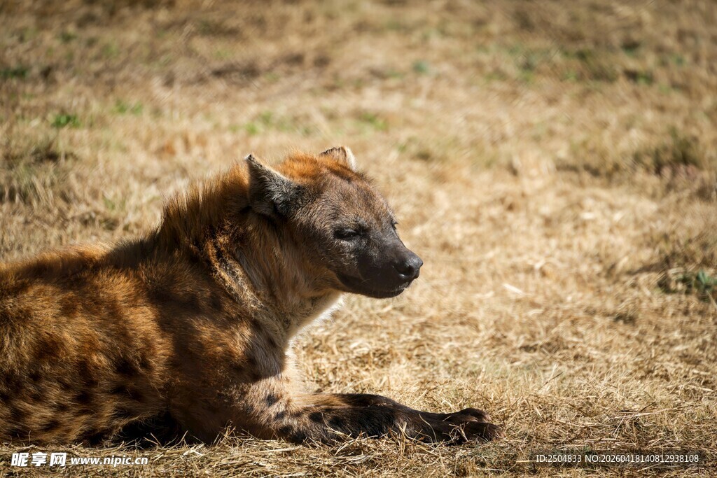 草原上休憩的鬣狗