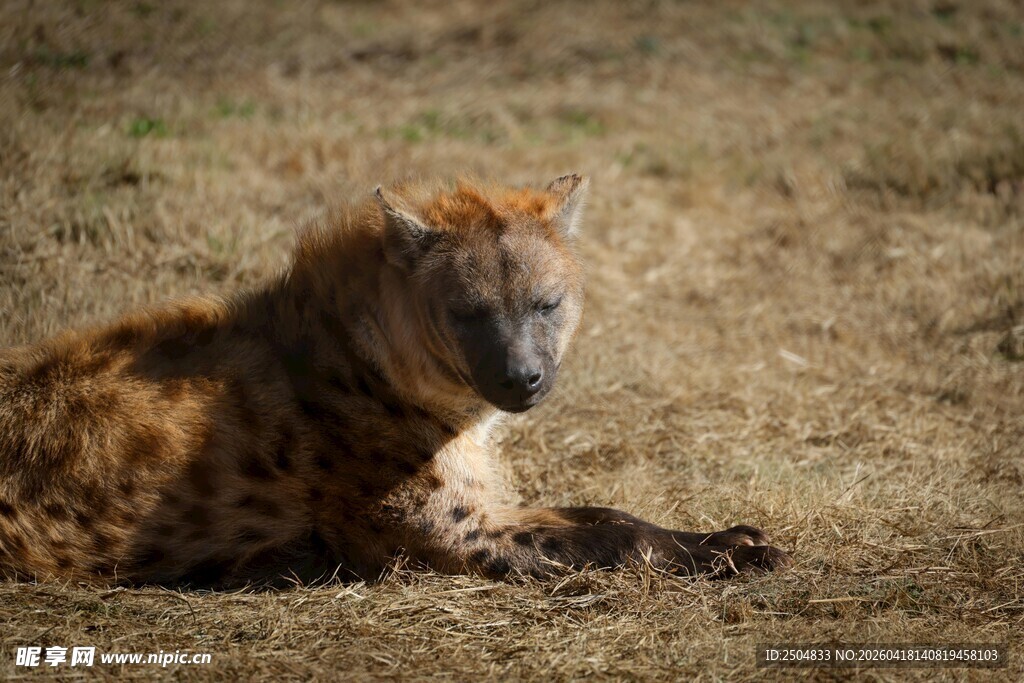 草原上休憩的鬣狗
