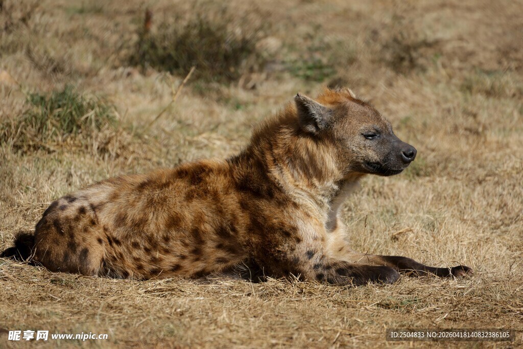 草原上休憩的鬣狗