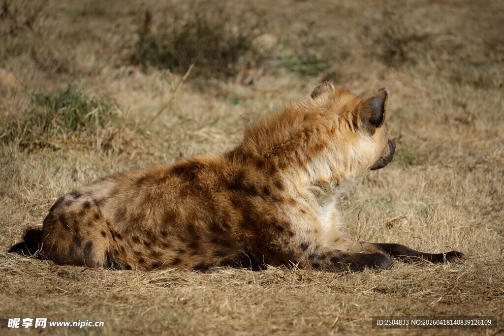 草原上休憩的鬣狗