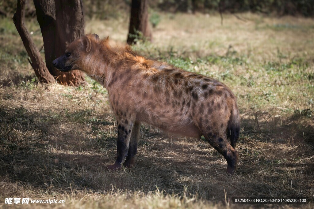 站立的鬣狗在树下